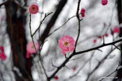 Red Plums Blossom in Chill and 